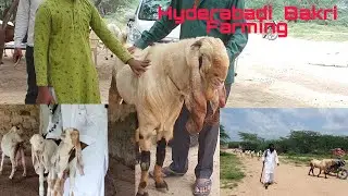 Hyderabadi Sojat Breeding Setup Jodhpur | How To Start A Breeding Setup.