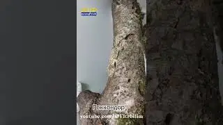 Геккон