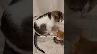 Грустный кот из приюта учится доверять приёмным братьям и сёстрам | The Dodo