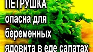 петрушка при беременности опасна ядовита в еде и салатах возможен выкидыш и аборт parsley during pre