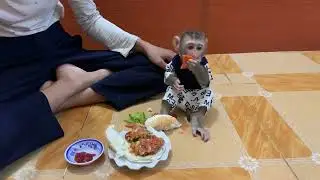 Baby monkey Rojo eating burger with mother