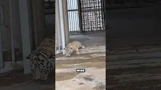 Why You Should Never Get Close To Tigers 🥹 #shorts