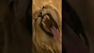 🙀True Hunters Amazing Wild Diaries ✨☘️🦌🦘🐅#animals #viral #wildanimals