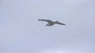 Nature's Majesty And Alluring Beauty