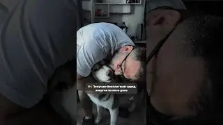 ХАСКИ - это терапия лучшего настроения #music #love #dog #husky #собака #хаски