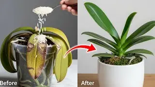 Never buy orchids again &ndash; How to revive and keep your orchids blooming year-round!