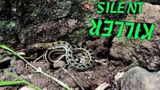**😱&nbsp;The Silent Killer Snake 🐍