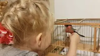 Bullfinch (Pyrrhula pyrrhula)