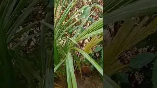 2 year old coconut tree in my garden#shorts