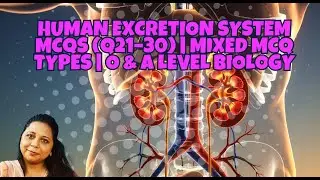Human Excretion System MCQs Q21&ndash;30 Solved Mixed MCQ Types  O & A Level Biology
