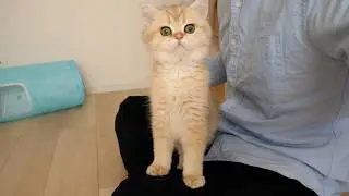 Kitten Pucca has grown and grown quite a bit.