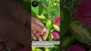 THIMA RAD 150+ BOUGENVELIYA PLANTS AVELABLE ALL' INDIAN HOME DELIVERY AVAILABLE 🚚