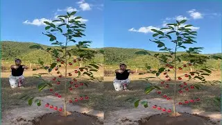Survival Skills: SMART idea andUSEFUL in Forest #bushcraft #camping#tiktok #survival #shorts 