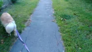 Princess Fluffbutt walking 