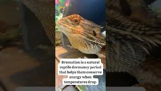 Bearded Dragon Winter Slow-Down: Sleepy Beardie Brumate 💤 Bearded Dragon Brumation Facts #beardie