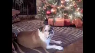 Winston Memorial English bulldog