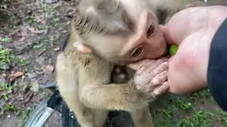 Heavy storm rain caused monkeys missing | Where are three pigtail monkeys Luna Linda and Joyce?