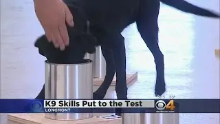 Dozens Of Canine Teams Put Sniffing Skills To The Test