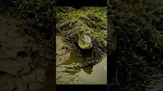 🤯 CRAZY Fish BITE! 🎣 Unbelievable BAIT Reaction! 🐟 MUST SEE!