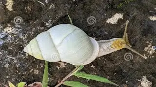 Albino Snail: Bigger Mother, More Amazing Life