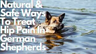 The Best German Shepherd Hip Pain Home Remedies: Natural & Safe Solutions