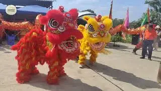 Chinese New Year Celebrations- Lion Dance 舞獅