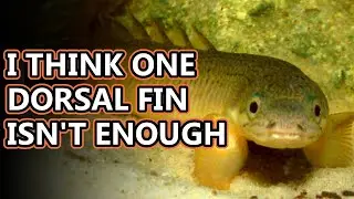 Bichir and Reedfish facts: kind of like eels | Animal Fact Files