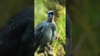 DISCOVER the Elusive Black Tinamou's Hidden Beauty!