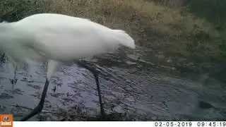Texas Trail Cam Compilation  - Feb 16, 2019