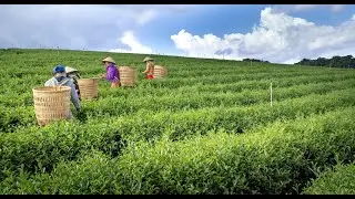 The Impacts of Migration and Remittances on Agricultural Labour: Evidence from Karnataka State