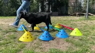 Impressie dierfysiotherapie - Nederlandse Vereniging voor Fysiotherapie bij Dieren