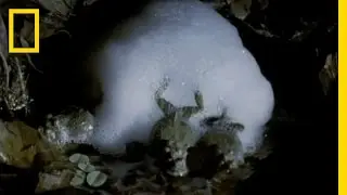 Frog Love Foam | National Geographic