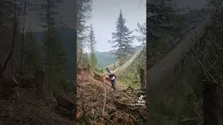 timber falling #logging #timber #faller #sawyers #northidaho