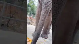 Elephants Munching on Their Favorite Snacks at the Zoo