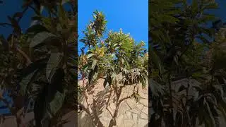 Sayalonga, M&aacute;laga, Spain