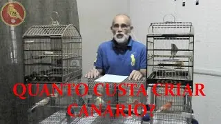 QUANTO CUSTA CRIAR CANÁRIO? NO MÊS E NO ANO? - PLANEJE SUA REPRODUÇÃO - DICAS PARA INICIANTES
