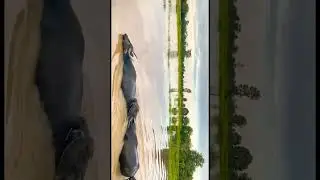 Herd of buffalo swimming in canal#short #buffalo #swimming #canal #animal