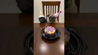 Hoy es mi woofplea&ntilde;os 🐾🐶🎉🎂 #itspugbertha #itspugsita #pugs #perros #mascotas #cumplea&ntilde;osperruno