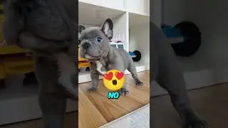 Top 3 Dogs Good for Apartments