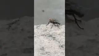 Flesh Fly