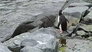 Chinstrap penguin hopping over rocks in Antarctica