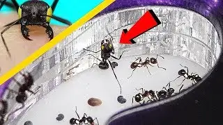 Zombie-Ameise LEBENDIG BEGRABEN und Roomtour in Timons K&auml;fig.