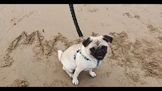 Mochi the pug gets excited on the beach