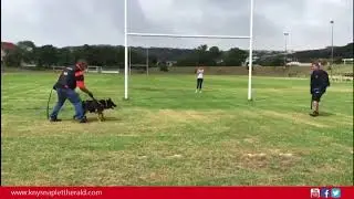 Crime-fighting dog in action