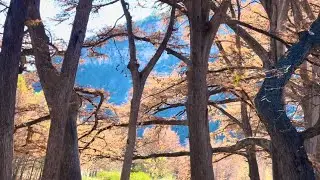 АСМР-МАКИЯЖ И ПРОГУЛКА ПО ЛЕСУ 🍁🐛🦋🐞🐌🪵🐜🐿️🪾🍃🌳🪾 (МИРНЫЕ ЗВУКИ ПРИРОДЫ И РАССЛАБЛЯЮЩИЙ ШЁПТ)🍁🪺