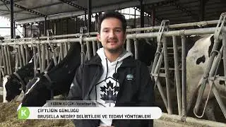 BRUSELLA NEDİR ? BELİRTİLERİ VE TEDAVİ YÖNTEMLERİ | ÇİFTLİĞİN GÜNLÜĞÜ