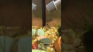 2 inch top of the world #fish # #popular #catfish #cooking #comment