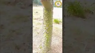 Kapok tree inn | Ceiba Tree | Speciosa | Lal  Sohanra National Park