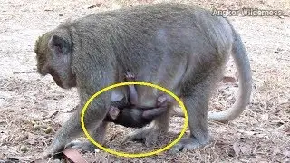 This Monkey Mother is Gorgeous - Angkor Wilderness