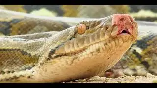 Shocking Snake Attack in the Duck&rsquo;s Home!